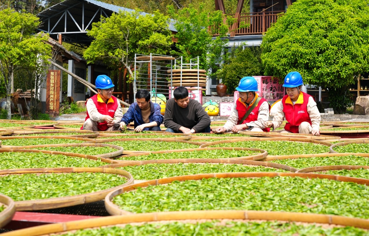 乌龙茶摇青小种制茶工艺绿叶红边半发酵岩茶顶级普洱种植技术国网