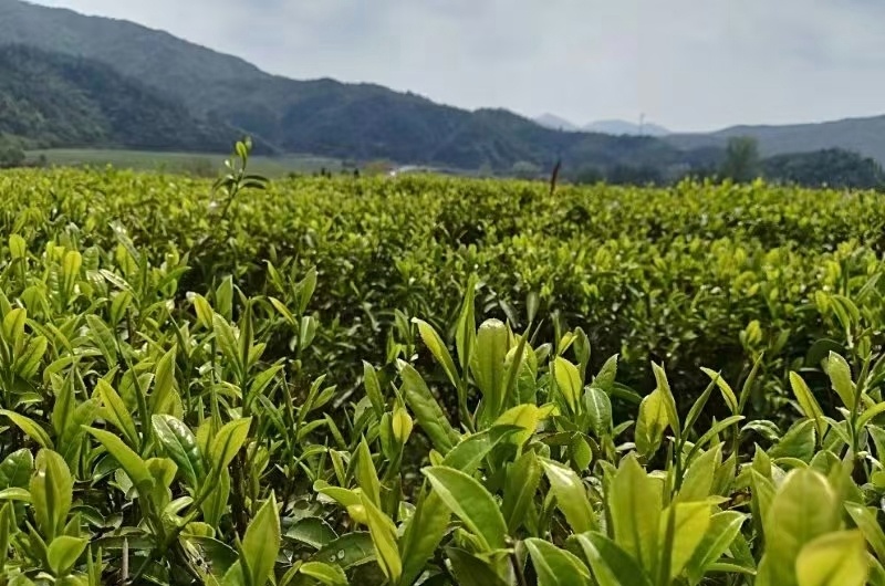 工行景德镇分行：金融涌泉“沏”出浮梁茶香